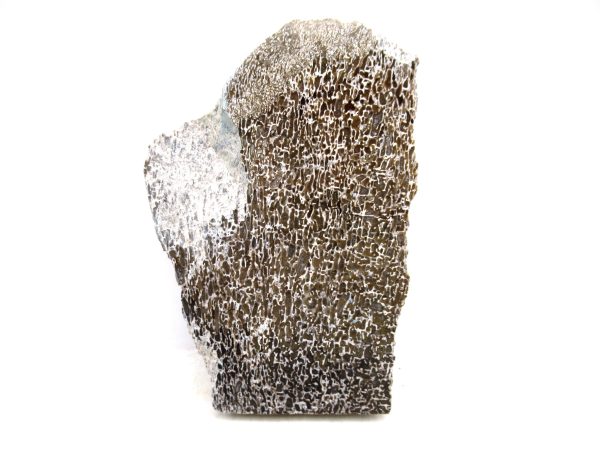 Cretaceous Dinosaur Fossil Polished Bone Slice for Sale #109 - 4.0" - Image 2