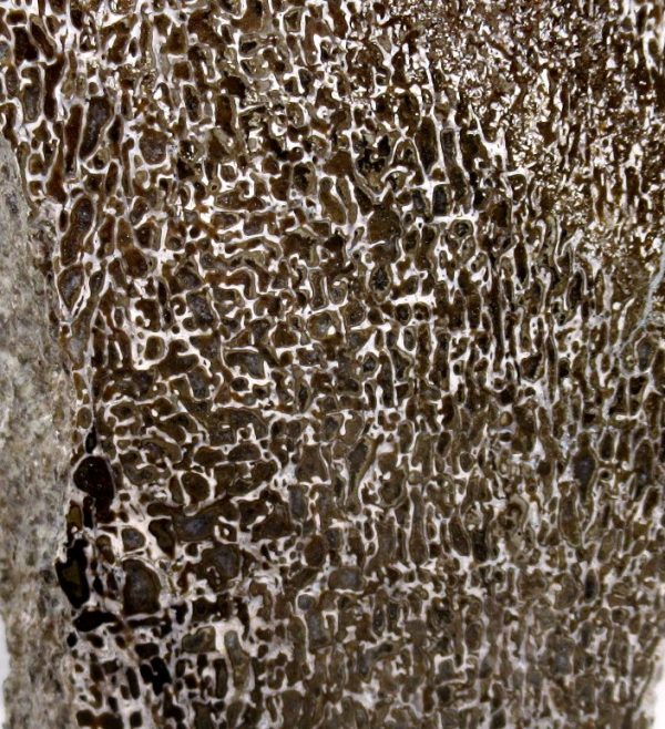 Cretaceous Dinosaur Fossil Polished Bone Slice for Sale #109 - 4.0" - Image 3