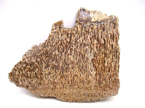 Cretaceous Dinosaur Fossil Polished Bone Slice for Sale #110 - 3.57"