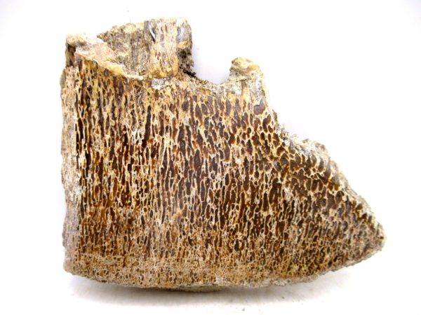 Cretaceous Dinosaur Fossil Polished Bone Slice for Sale #110 - 3.57" - Image 2