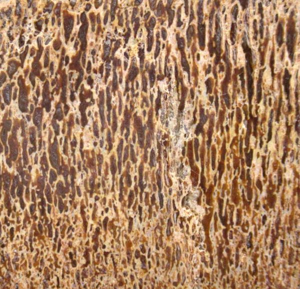 Cretaceous Dinosaur Fossil Polished Bone Slice for Sale #110 - 3.57" - Image 3