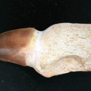 Prognathodon anceps Cretaceous Mosasaurus Tooth #24