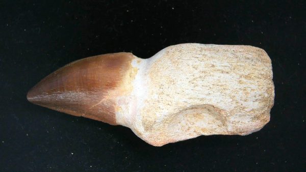 Morocco Cretaceous Prognathodon Anceps Mosasaur Rooted Tooth 24 | Fossils for Sale