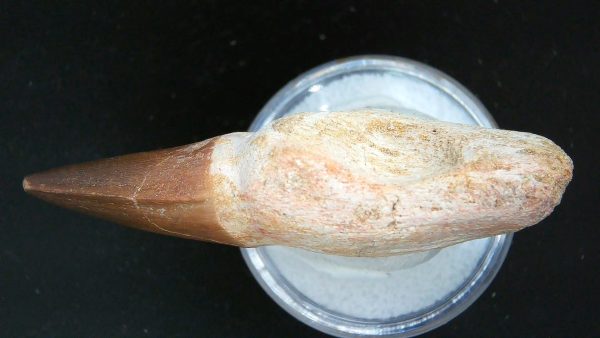 Morocco Cretaceous Prognathodon Anceps Mosasaur Rooted Tooth 24c | Fossils for Sale