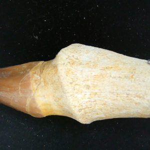 Prognathodon anceps Cretaceous Mosasaurus Tooth #25