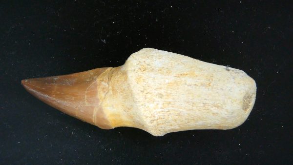 Morocco Cretaceous Prognathodon Anceps Mosasaur Rooted Tooth 25 | Fossils for Sale