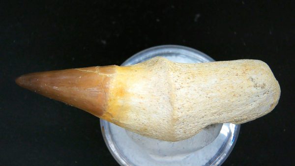 Morocco Cretaceous Prognathodon Anceps Mosasaur Rooted Tooth 25c | Fossils for Sale