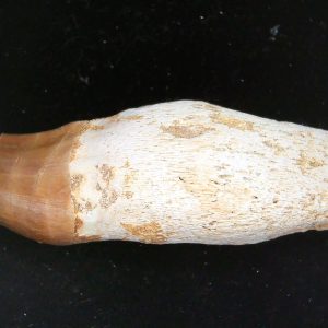 Prognathodon anceps Cretaceous Mosasaurus Tooth #26