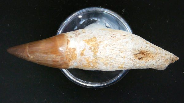 Morocco Cretaceous Prognathodon Anceps Mosasaur Rooted Tooth 26c | Fossils for Sale