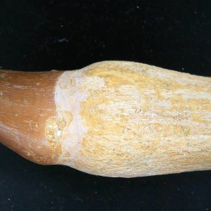 Prognathodon anceps Cretaceous Mosasaurus Tooth #27