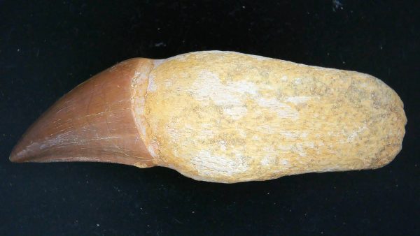 Morocco Cretaceous Prognathodon Anceps Mosasaur Rooted Tooth 27a | Fossils for Sale