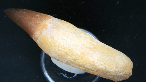 Morocco Cretaceous Prognathodon Anceps Mosasaur Rooted Tooth 27c | Fossils for Sale