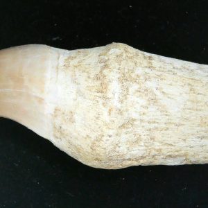 Prognathodon anceps Cretaceous Mosasaurus Tooth #28