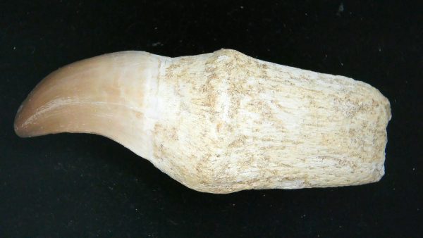 Morocco Cretaceous Prognathodon Anceps Mosasaur Rooted Tooth 28 | Fossils for Sale