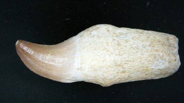 Morocco Cretaceous Prognathodon Anceps Mosasaur Rooted Tooth 28a | Fossils for Sale