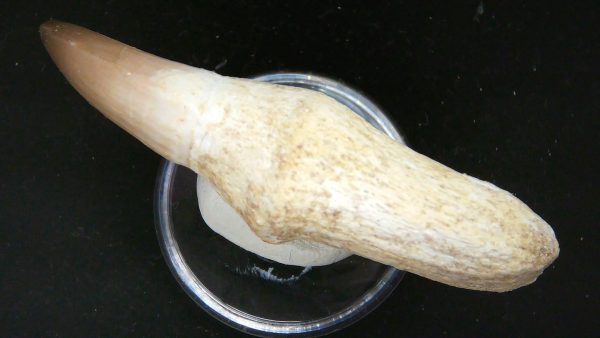 Morocco Cretaceous Prognathodon Anceps Mosasaur Rooted Tooth 28c | Fossils for Sale