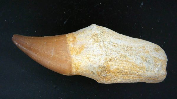 Morocco Cretaceous Prognathodon Anceps Mosasaur Rooted Tooth 29 | Fossils for Sale