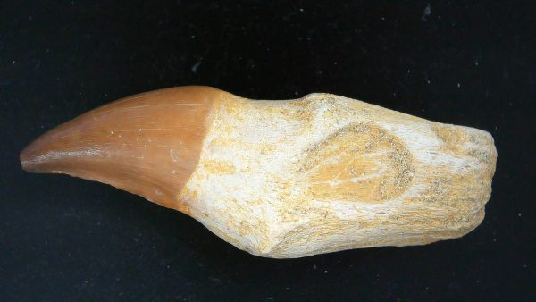 Morocco Cretaceous Prognathodon Anceps Mosasaur Rooted Tooth 29a | Fossils for Sale