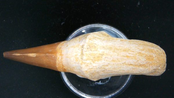 Morocco Cretaceous Prognathodon Anceps Mosasaur Rooted Tooth 29b | Fossils for Sale