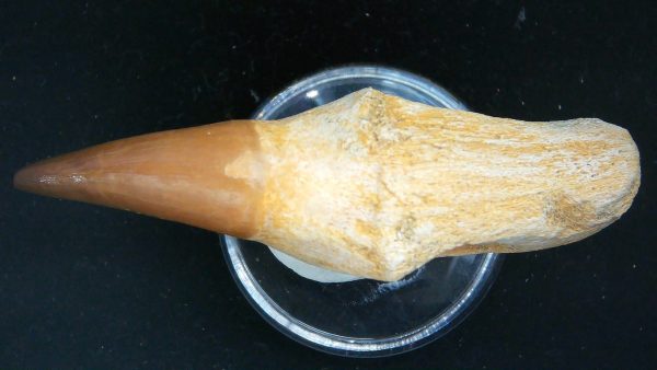 Morocco Cretaceous Prognathodon Anceps Mosasaur Rooted Tooth 29c | Fossils for Sale