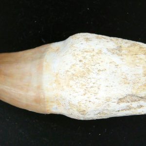 Prognathodon anceps Cretaceous Mosasaurus Tooth #30