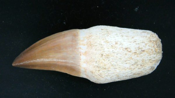 Morocco Cretaceous Prognathodon Anceps Mosasaur Rooted Tooth 30a | Fossils for Sale
