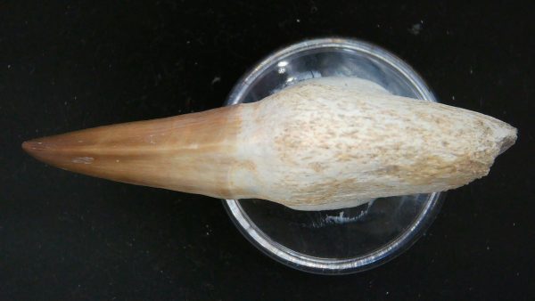 Morocco Cretaceous Prognathodon Anceps Mosasaur Rooted Tooth 30b | Fossils for Sale