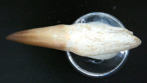 Morocco Cretaceous Prognathodon Anceps Mosasaur Rooted Tooth 30c | Fossils for Sale