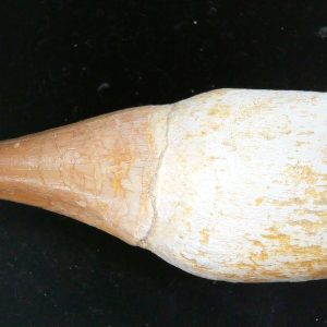 Prognathodon anceps Cretaceous Mosasaurus Tooth #31