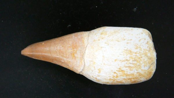 Morocco Cretaceous Prognathodon Anceps Mosasaur Rooted Tooth 31 | Fossils for Sale
