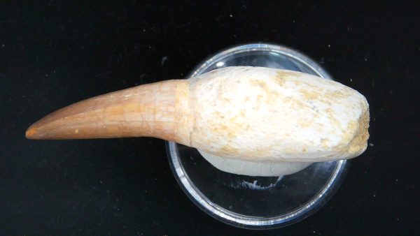 Morocco Cretaceous Prognathodon Anceps Mosasaur Rooted Tooth 31c | Fossils for Sale