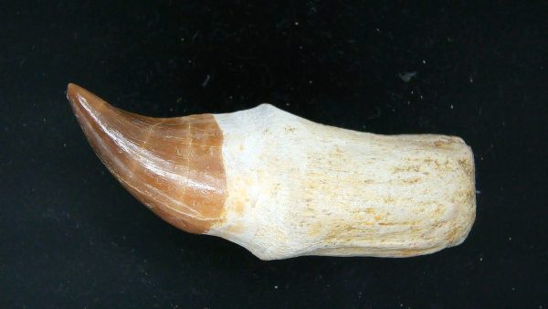 Morocco Cretaceous Prognathodon Anceps Mosasaur Rooted Tooth 32a | Fossils for Sale