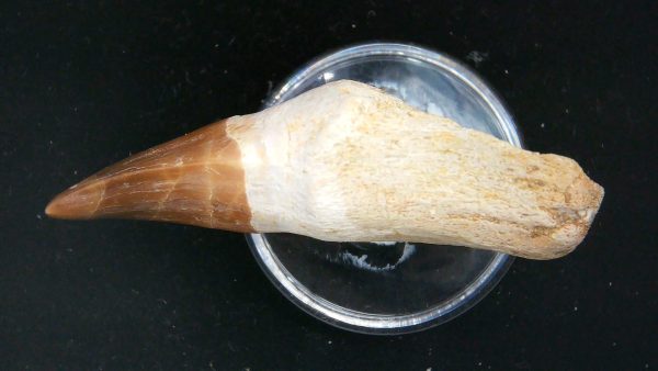 Morocco Cretaceous Prognathodon Anceps Mosasaur Rooted Tooth 32b | Fossils for Sale