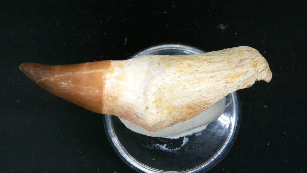 Morocco Cretaceous Prognathodon Anceps Mosasaur Rooted Tooth 32c | Fossils for Sale