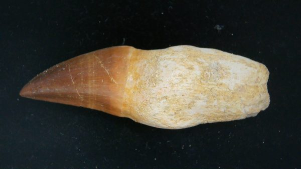 Morocco Cretaceous Prognathodon Anceps Mosasaur Rooted Tooth 33 | Fossils for Sale