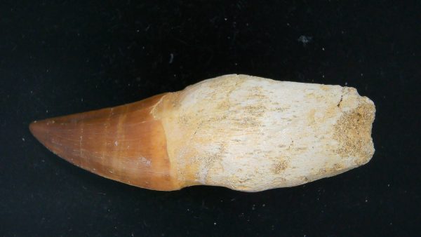 Morocco Cretaceous Prognathodon Anceps Mosasaur Rooted Tooth 33a | Fossils for Sale