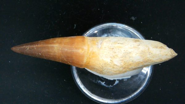 Morocco Cretaceous Prognathodon Anceps Mosasaur Rooted Tooth 33c | Fossils for Sale