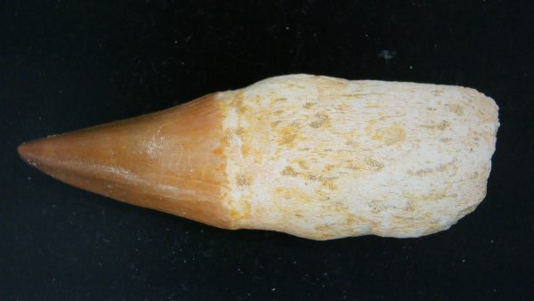 Morocco Cretaceous Prognathodon Anceps Mosasaur Rooted Tooth 34 | Fossils for Sale
