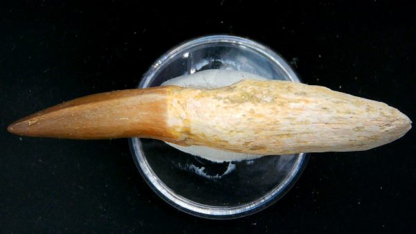 Morocco Cretaceous Prognathodon Anceps Mosasaur Rooted Tooth 34b | Fossils for Sale