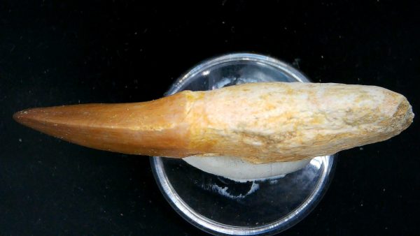 Morocco Cretaceous Prognathodon Anceps Mosasaur Rooted Tooth 34c | Fossils for Sale