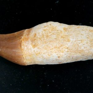 Prognathodon anceps Cretaceous Mosasaurus Tooth #35