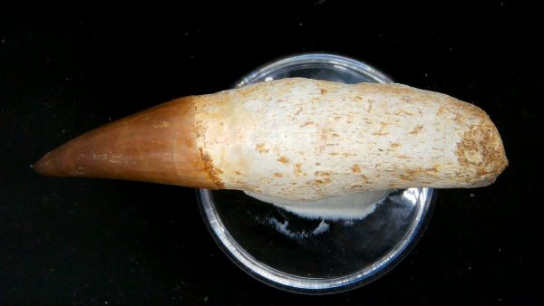 Morocco Cretaceous Prognathodon Anceps Mosasaur Rooted Tooth 35b | Fossils for Sale