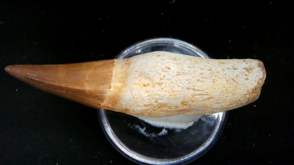 Morocco Cretaceous Prognathodon Anceps Mosasaur Rooted Tooth 35c | Fossils for Sale