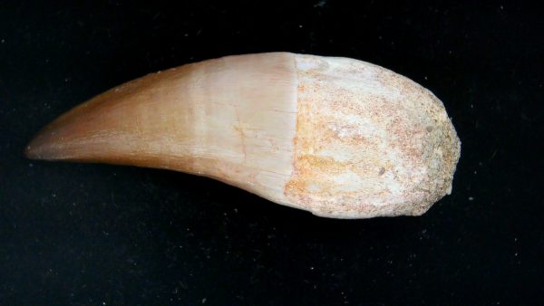 Morocco Cretaceous Prognathodon Anceps Mosasaur Rooted Tooth 36 | Fossils for Sale