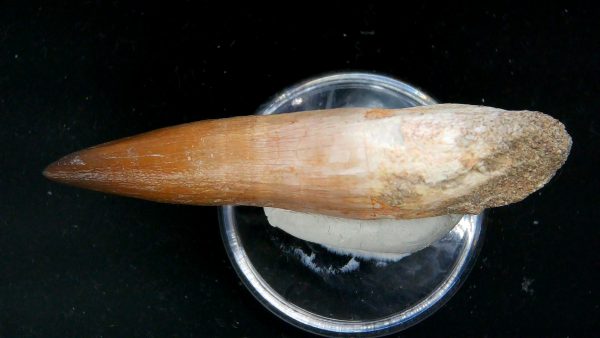 Morocco Cretaceous Prognathodon Anceps Mosasaur Rooted Tooth 36b | Fossils for Sale