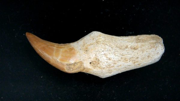 Morocco Cretaceous Prognathodon Anceps Mosasaur Rooted Tooth 38 | Fossils for Sale