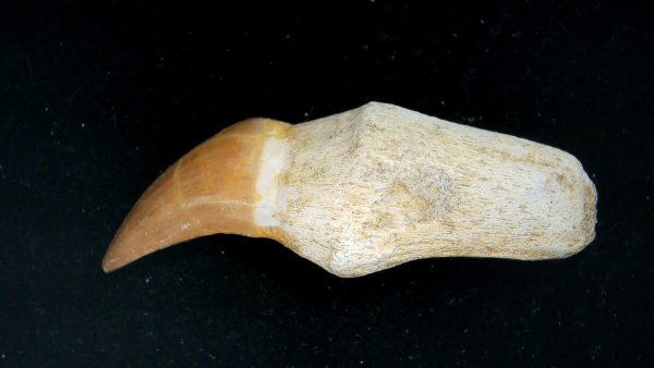 Morocco Cretaceous Prognathodon Anceps Mosasaur Rooted Tooth 38a | Fossils for Sale