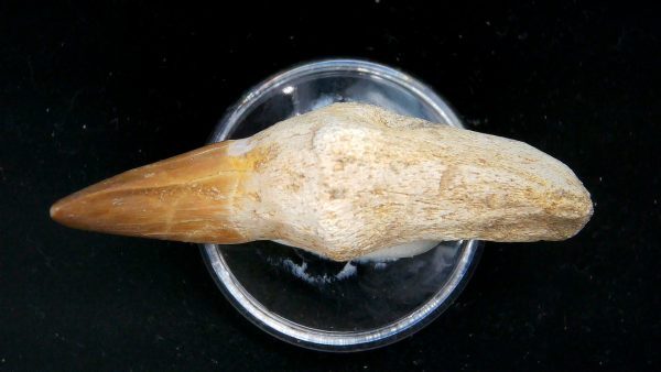 Morocco Cretaceous Prognathodon Anceps Mosasaur Rooted Tooth 38b | Fossils for Sale