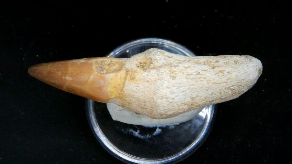 Morocco Cretaceous Prognathodon Anceps Mosasaur Rooted Tooth 38c | Fossils for Sale