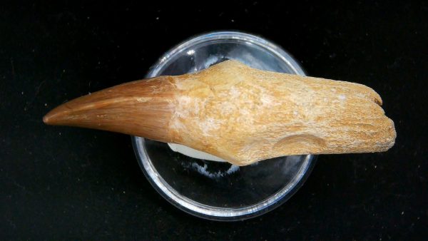 Morocco Cretaceous Prognathodon Anceps Mosasaur Rooted Tooth 39b | Fossils for Sale